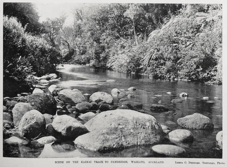 Scene on the Kaimai track to Cambridge, Waikato, Auckland