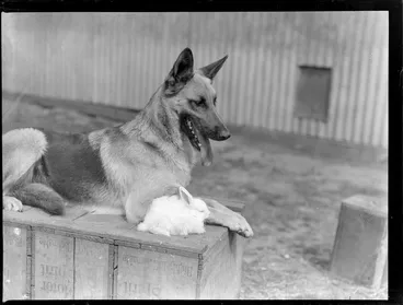 Image: Dog, German Shepherd and a rabbit