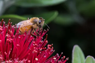 Image: Western Honey Bee