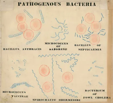 Image: Pathogenous Bacteria