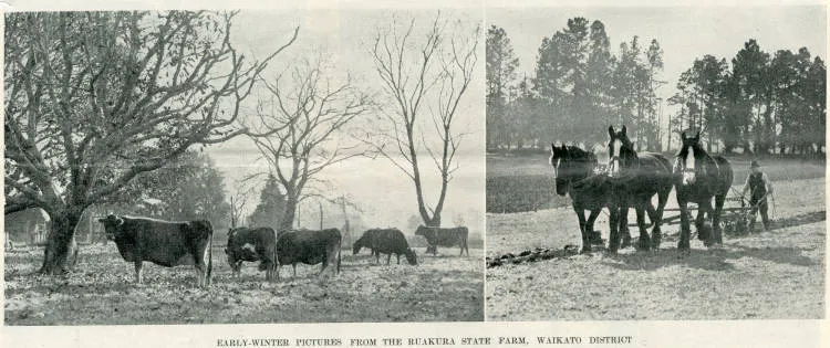 Early-winter pictures from the Ruakura state farm, Waikato district