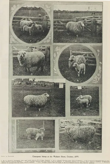 Image: Champion sheep at the Waikato Show, October, 1899