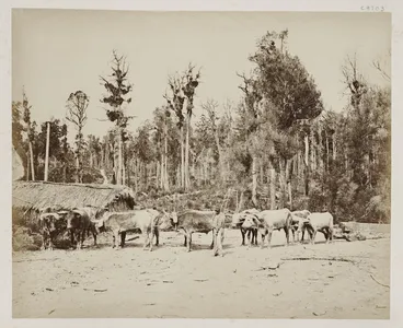 Image: Bullock team hauling logs