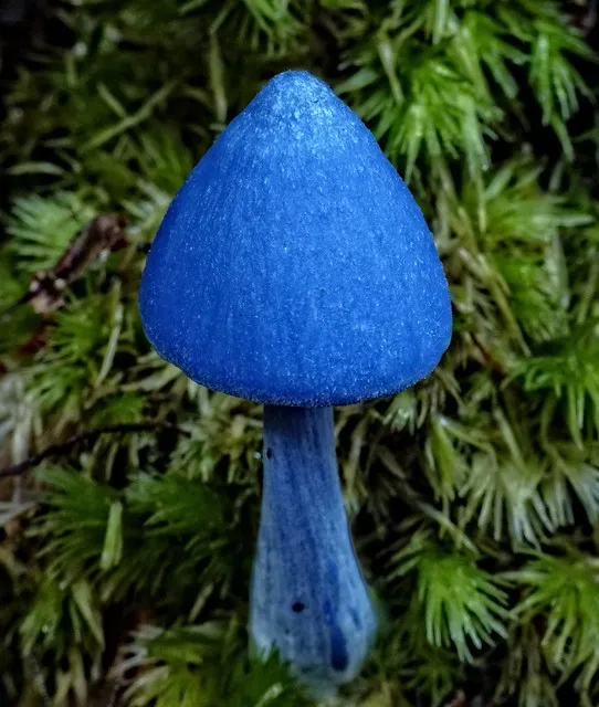 Entoloma hochstetteri ~ The Sky-blue Pink-gill