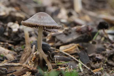 Image: Mushrooms in wood chip mulch, Claudelands, Hamilton, New Zealand