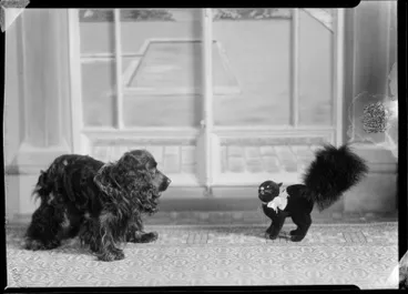 Image: Swainson, Dog