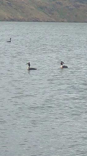 Pūteketeke (Great Crested Grebe)