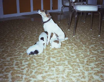 Image: Kingsbury Collection - October 1982 - Nelson - 11th Regiment.