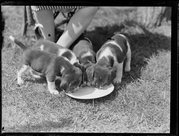 Image: Four [beagle?] puppies drinking from a plate