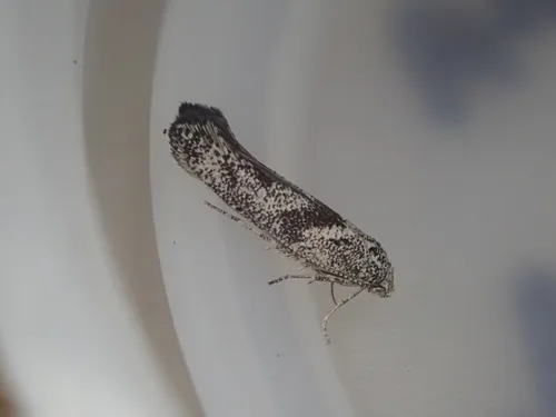 Epiphthora melanombra