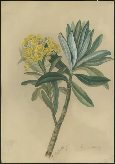 Image: Senecio huntii