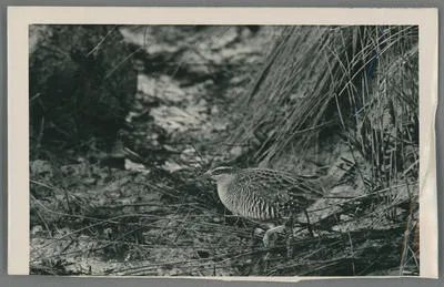 [Banded rail (mioweka) in a marsh]