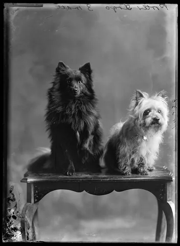 Image: Porter dogs, 1913