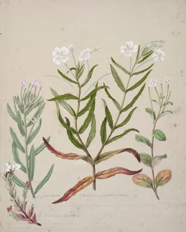 Image: [Epilobium pallilifolium]