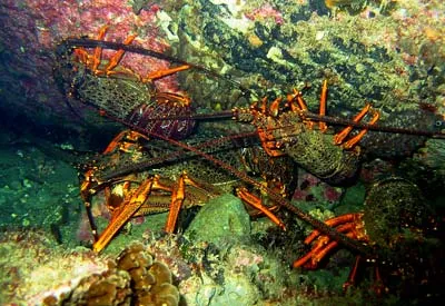 Crayfish