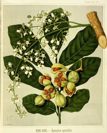 Image: Featon, Sarah Anne, 1848-1927 :Kohe-kohe - Dysoxylum spectabile. Bock and Cousins Chromo-Litho. [Wellington, 1889]