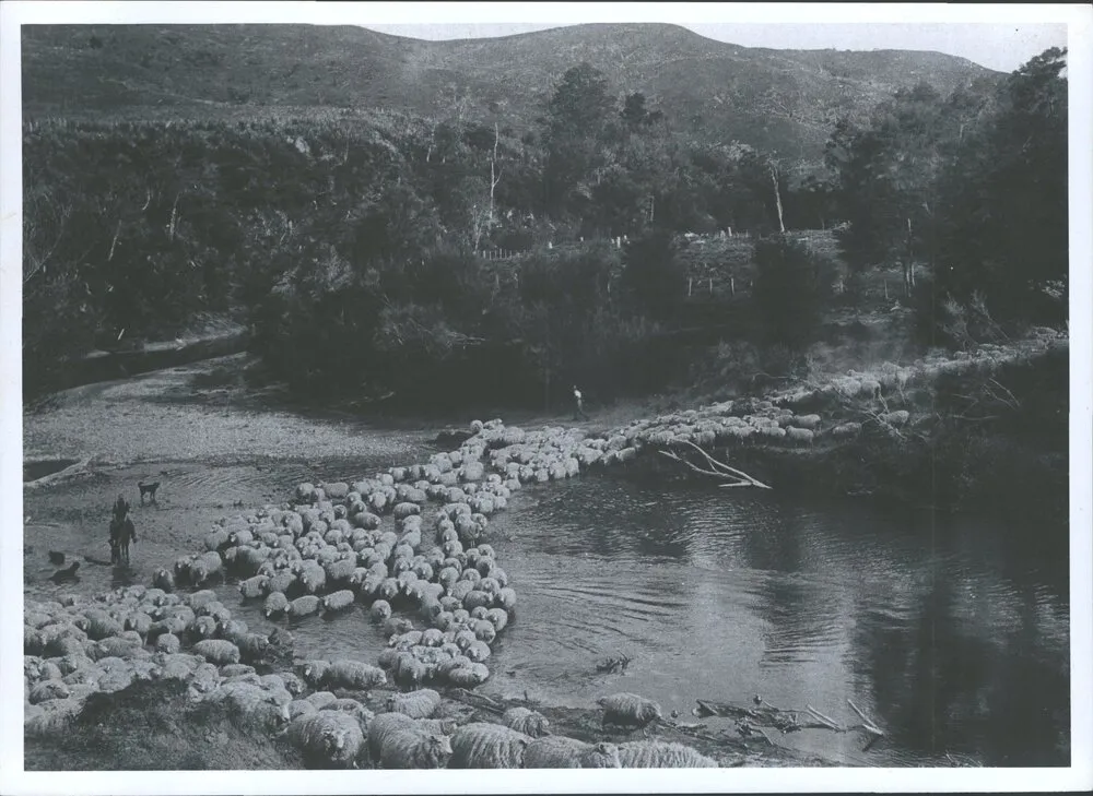 Sheep crossing river at Waipare Station