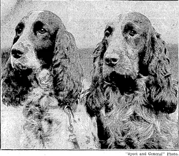 Image: TYPICAL ENGLISH SPORTING DOGS.—Two cocker spaniels, Dame Fortune and Lucky Star, prize winners at Cruft's famous dog show, which took place last month in the AgriculturabHall, at Isling, ton, London. (Evening Post, 13 March 1931)