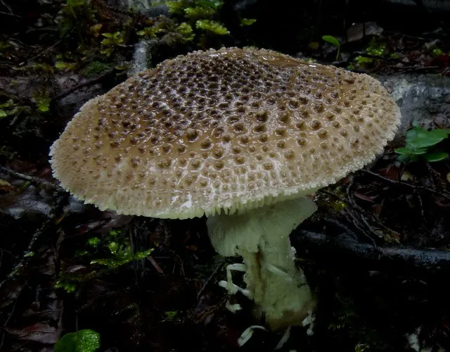 Amanita australis