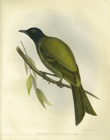 The Zoology of the Voyage of H.M.S. Erebus & Terror: under the command of Captain Sir James Clark Ross, R.N., F.R.S., during the years 1839 to 1843 Image: The Zoology of the Voyage of H.M.S. Erebus & Terror: under the command of Captain Sir James Clark Ross, R.N., F.R.S., during the years 1839 to 1843