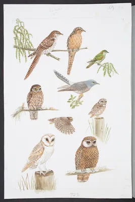 Cuckoos and Owls