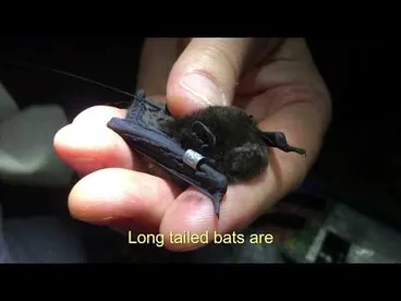 Image: Tracking New Zealand's long-tailed bats