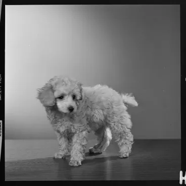 Image: Evans, Poodle