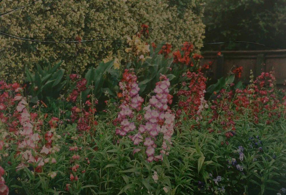 Penstemons