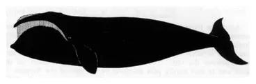 Image: Southern Right Whale (Balaena glacialis australis)