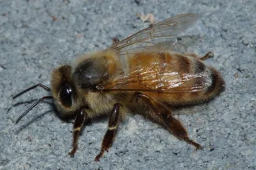 Image: Western Honey Bee
