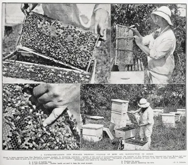 Image: A rapidly-expanding New Zealand industry: culture of bees and manufacture of honey