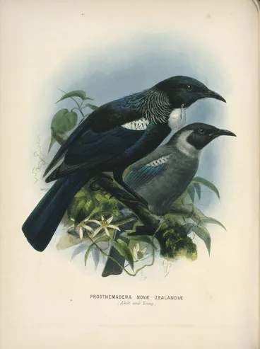 Image: Keulemans, John Gerrard, 1842-1912 :Prosthemadera Novae Zealandiae (Adult and young) [Tui] London, 1873