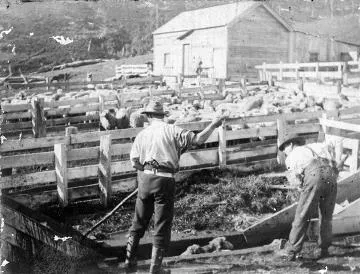 Dipping sheep at Te Mara : digital image