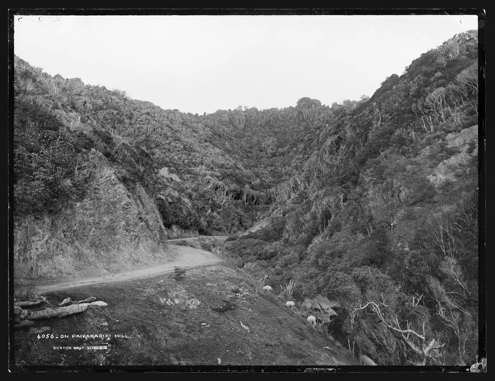 On Paekakariki Hill