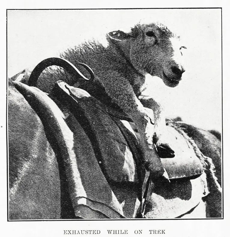 Exhausted while on trek