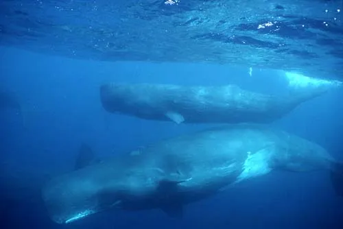 Sperm whales