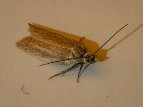Eurythecta eremana