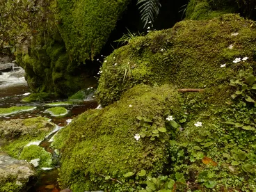 Image: Ourisia On The Rocks