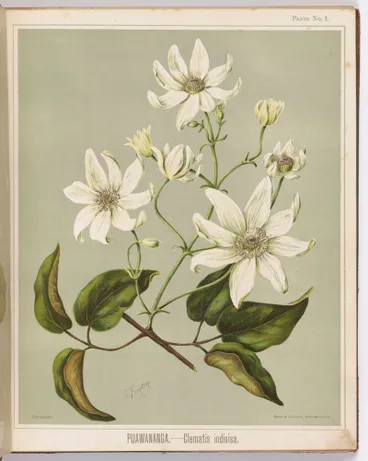 Image: Puawananga. - Clematis indivisa. Plate 1. From the book: The art album of New Zealand flora : being a systematic and popular description of the native flowering plants of New Zealand and the adjacent islands : volume 1;