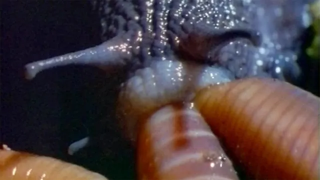 Powelliphanta life cycle