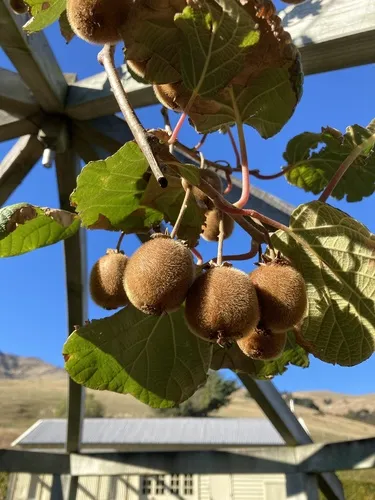 Kiwifruit