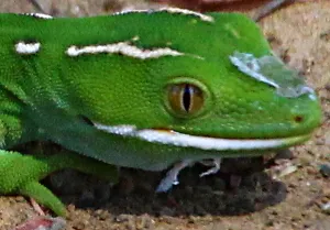 Aupouri Gecko