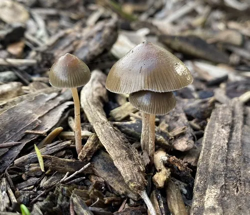 Psilocybe tasmaniana