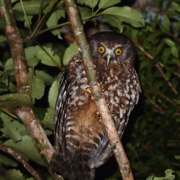 Image: Ruru (Morepork)