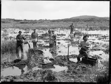 Image: Gum diggers digging in swamps