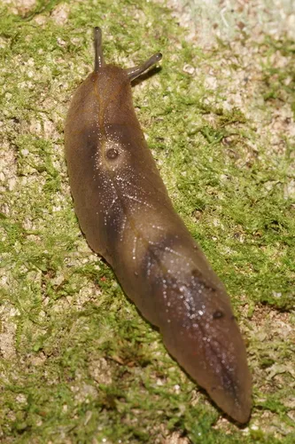 Leaf-veined Slugs
