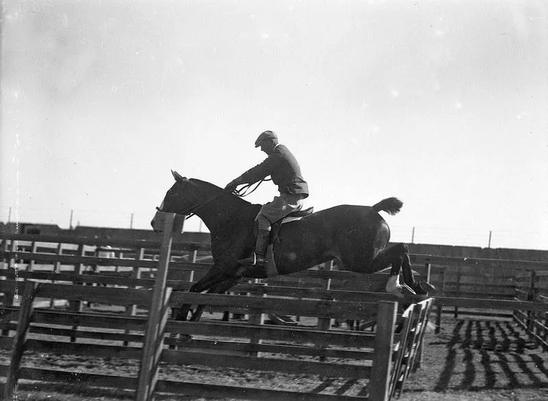 Show Jumping Man at the Canterbury Agricultural and Pastoral Show, Christchurch, Canterbury, New Zealand.