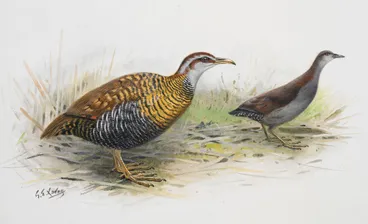 Image: Dieffenbach's Rail (Moeriki) (left) / Spotless Crake (Puweto)