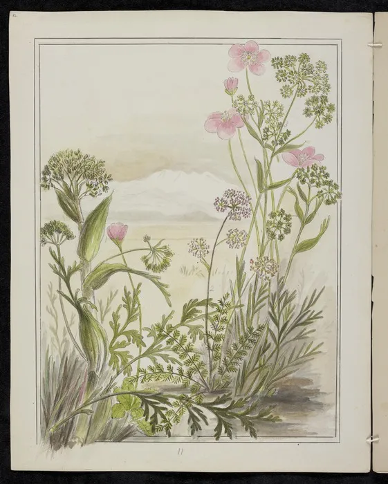 Harris, Emily Cumming, 1837-1925: Ligusticums. 1. Ligusticum intermedium... 2. Ligusticum aromaticum... 3. Ligusticum piliferum. [1890-1896].