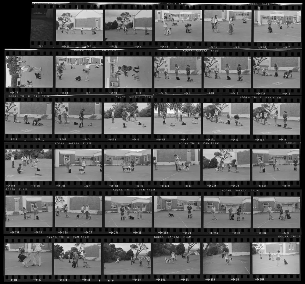 'Dog obedience', Whanganui